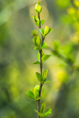 Young Spring Green Leaf Leaves Quince Growing In Branch Of Forest Bush Plant Tree. Young Leaf Of Cydonia Oblonga
