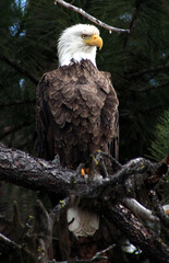 Bald eagle perched in a pine tree