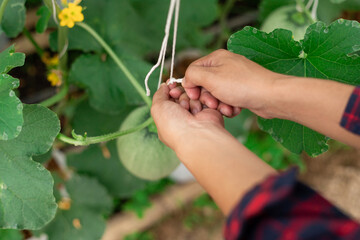 Smart farmer of the garden is looking at the garden and its produce, She was holding some fruit in her hand.