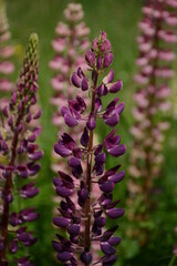 Many multi-colored lupins blooms on a wild field in summer