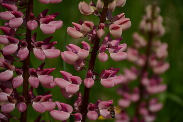 Pink lupins bloom in the open air in summer