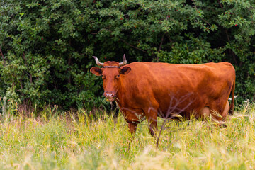 Grass-fed beef cow in pasture