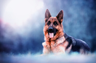 German shepherd dog lies in the grass
