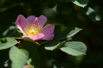 Obraz premium Blooming dog rose in the garden in the summer under the open sky