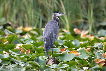 Great blue heron perched on lily pads surrounded by marsh grasses