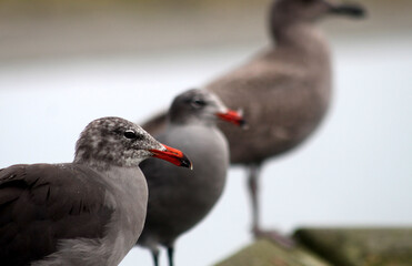Three seagulls with orange and black beaks and brown feathers perched on a dock railing by the sea