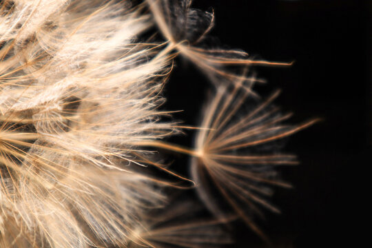 Faded dandelion inflorescences close-up on a black background