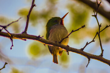 Cuban Tody perched on a branch in a forest