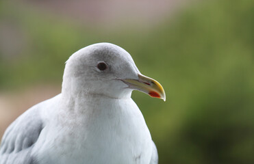 Seagull perched on a railing near a do not feed sign