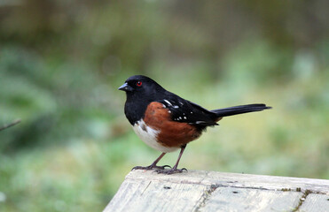 Spotted towhee songbird with rust, black, and white feathers and red eyes against a green background