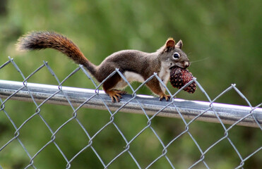 Squirrel running along fence carrying pinecone