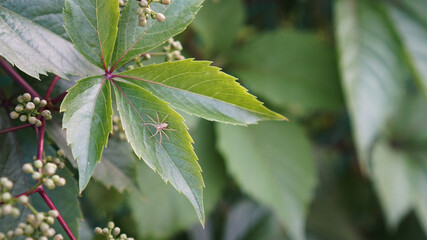 Little spider on a green leaf. Close-up of a summer garden on the street.