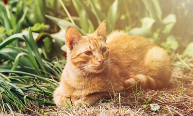 Portrait of lovely and fluffy ginger cat lie on green grass in spring garden