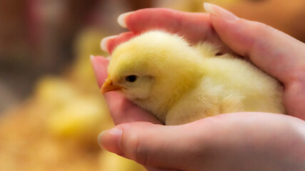 ヒヨコ　可愛い　小さい © Yuuki Kobayashi