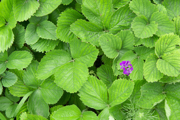 Green background of strawberry leaves with a small purple wildflower.