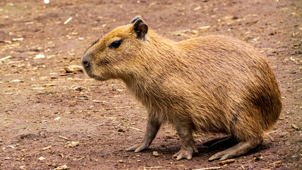 カピバラの子供
