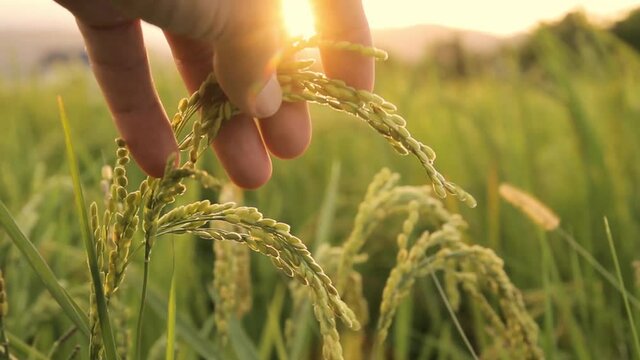 beautiful sunset in a rice field ,hand holding rice earsor plant close up in a rice field with sun flare and blurred background