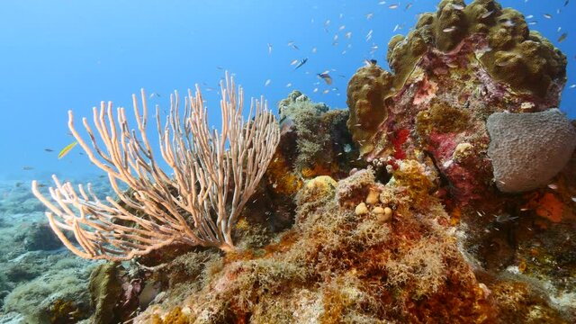 Seascape in turquoise water of coral reef in Caribbean Sea / Curacao with  fish, coral and sponge