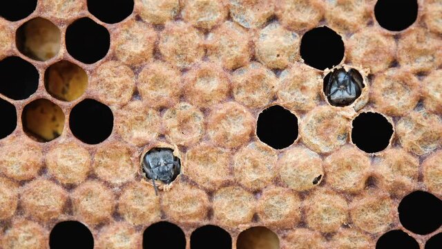 The moment of birth of a bee. Honey Bee Brood. Brood care. The Birth of a Bee. Worker bee emerging from cell. The Honey Bee Life Cycle.