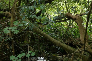 Trees and plants in the park, Sintra, Portugal