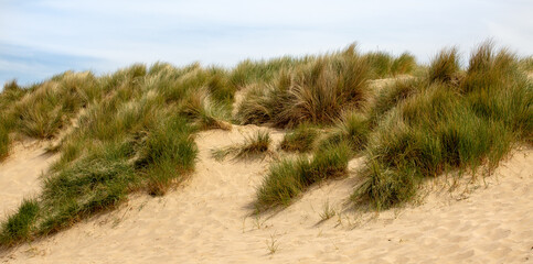 Grassy bushes on a Norfolk sandy beach