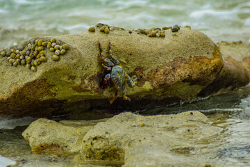 A crab clinging to the side of a rock on a beach 