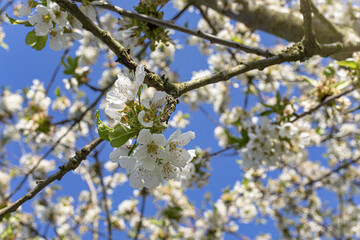 Blooming cherry blossoms with blue sky.