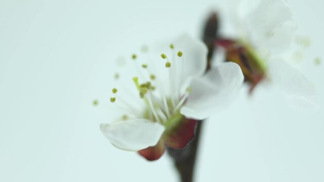 Spring flowers opening. Beautiful Spring Apricot tree blossom open timelapse, extreme close up. Time lapse of Easter fresh pink blossoming apricot closeup. Blooming backdrop on white 4K UHD
