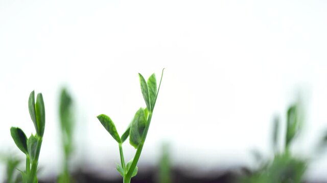 Green pease roots growing closeup. Timelapse of fresh organic green pease plant, agriculture concept. Time lapse. Healthy raw food, vegan. Bio sprouts growing on soil, close up. 4K UHD video. 