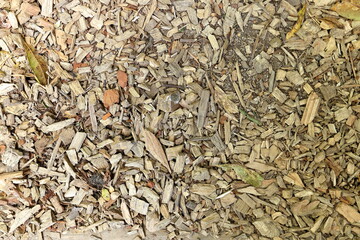 Tree trunk remains on the ground, Sintra, Portugal