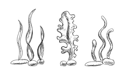 Vector illustration of hand drawn seaweeds