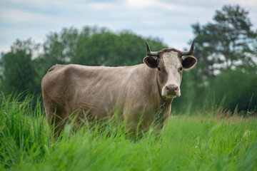 Naklejka na ściany i meble Brown cow with big horns in the dense green grass, close up