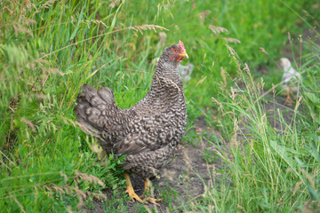 Chicken runs after chickens in the dense grass