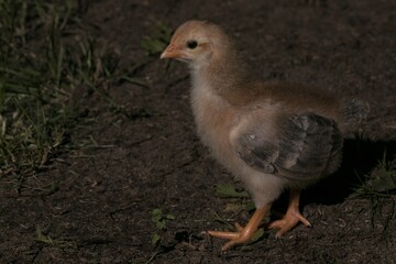 little chicken, Swedish Flower Hen