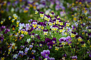 Fototapeta premium Wild pansy violet with yellow centre heartsease carpet