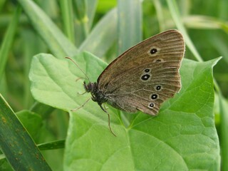 Ringlet (Aphantopus hyperantus) - brown butterfly with eyespots on the wings, Gdansk, Poland