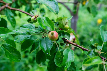 Unripe small red and green apples on a branch with green leaves