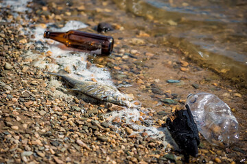 dead fish with garbage on the shore. polluted shore. trash on the beach