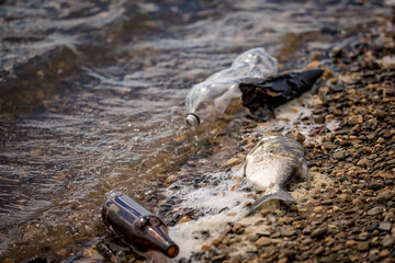 dead fish with garbage on the shore. polluted shore. trash on the beach
