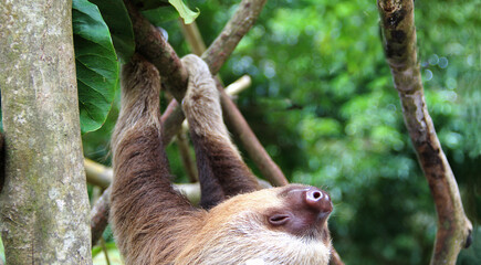 oso perezoso de dos dedos tierno bebe colgando de un árbol en un centro de rescate en costa rica animal mamifero exótico de selva tropical - obrazy, fototapety, plakaty