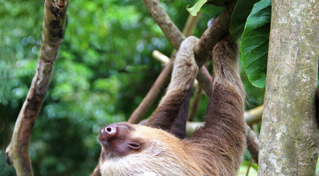 Oso Perezoso De Dos Dedos Tierno Bebe Colgando De Un Arbol En Un Centro De Rescate En Costa Rica Animal Mamifero Exotico De Selva Tropical Stock Photo Adobe Stock