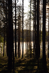 Morning forest. Contrast of sun rays and forest trees.