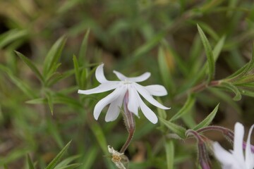 Flower of a sand phlox, Phlox bifida