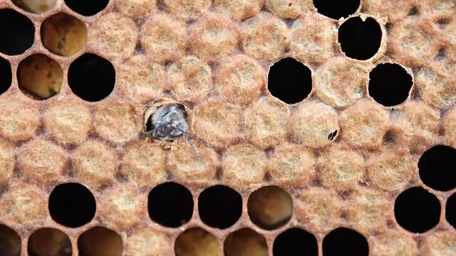 The moment of birth of a bee. Honey Bee Brood. Brood care. The Birth of a Bee. Worker bee emerging from cell. The Honey Bee Life Cycle.