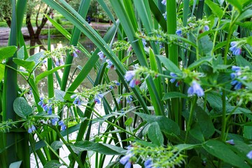 wild flowers near the pond