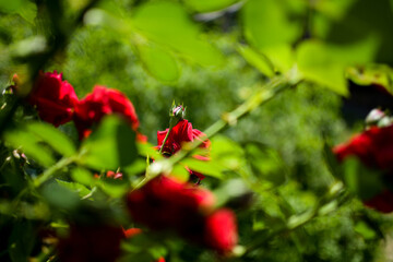Red Roses in summer blurry