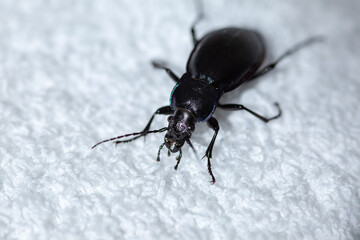 Violet ground beetle on white background