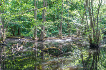 Stehendes Gewässer im Wald