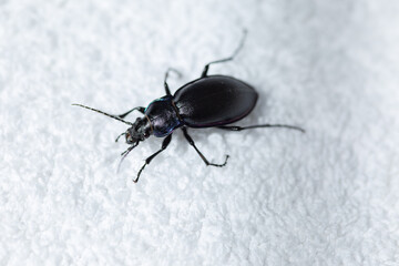 Violet ground beetle on white towel