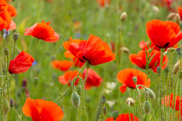 Naklejka premium Beautiful big red poppy field in the morning sunlight. poppy field with a sprig of purple poppy flowers Soft focus blurred background Europe